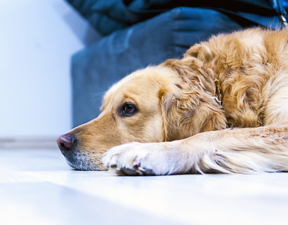 Artrose bij je hond? LITOPET vermindert pijn, is ontstekingsremmend en 100% natuurlijk