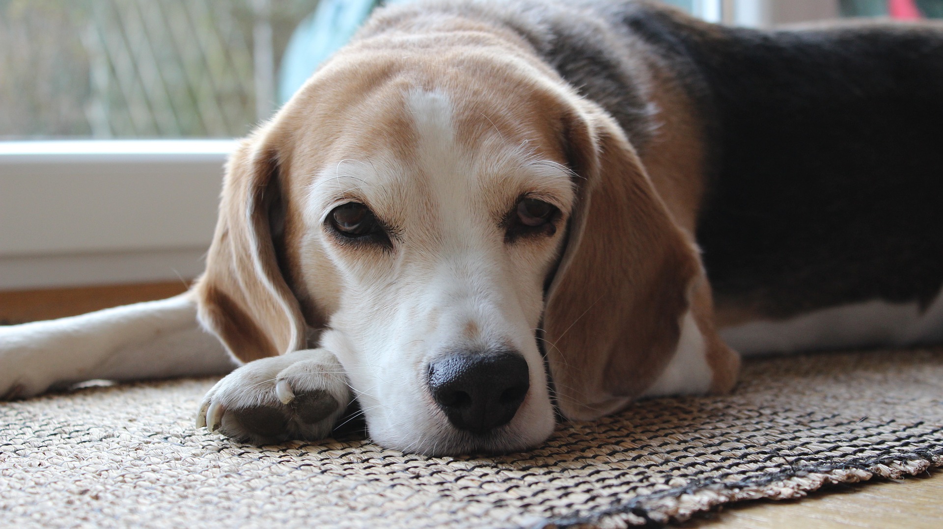 Beagle met gewrichtsproblemen - LITOPET